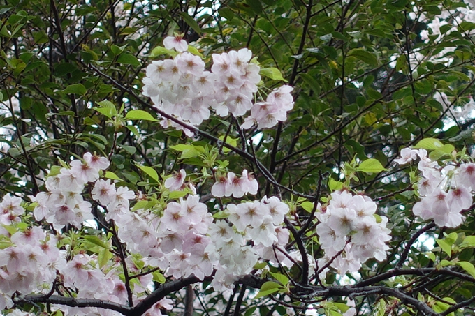 京都_桜_2020_21　宗忠神社　No21