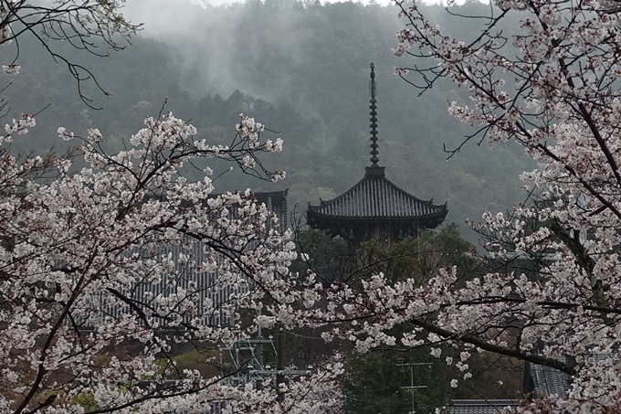 京都_桜_2020_21　宗忠神社　No22