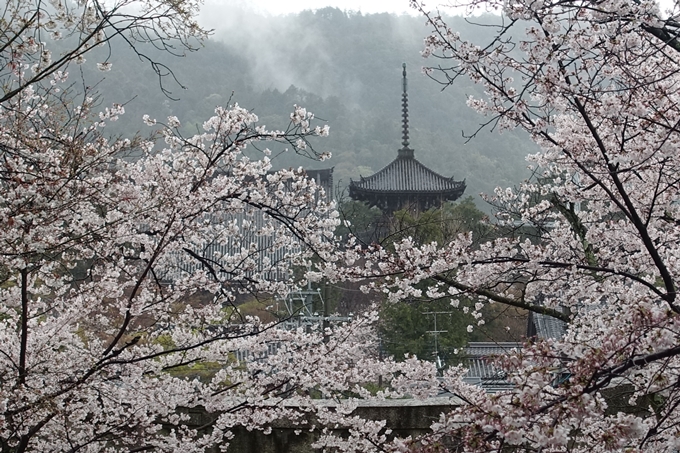 京都_桜_2020_21　宗忠神社　No23