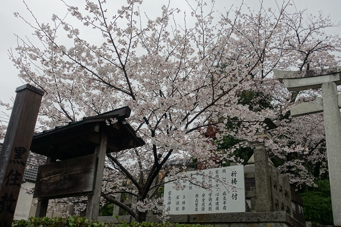 京都_桜_2020_21　宗忠神社　No3