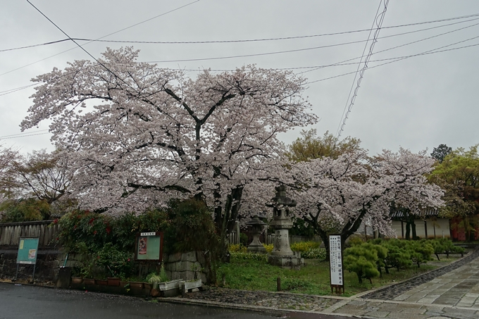 京都_桜_2020_22　真如堂　No2