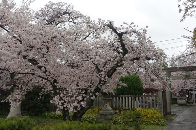 京都_桜_2020_22　真如堂　No3