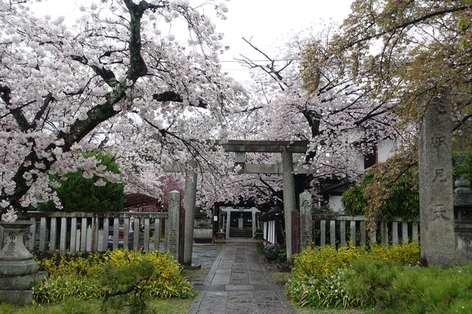 京都_桜_2020_23　吒枳尼天　No2