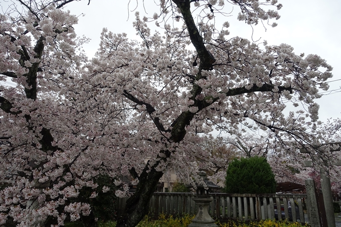 京都_桜_2020_22　真如堂　No4