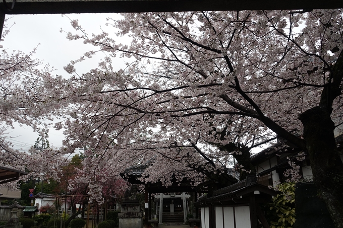 京都_桜_2020_23　吒枳尼天　No3