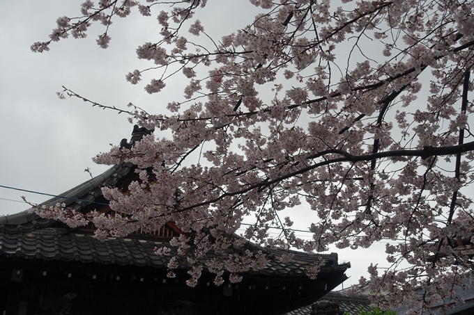 京都_桜_2020_23　吒枳尼天　No4