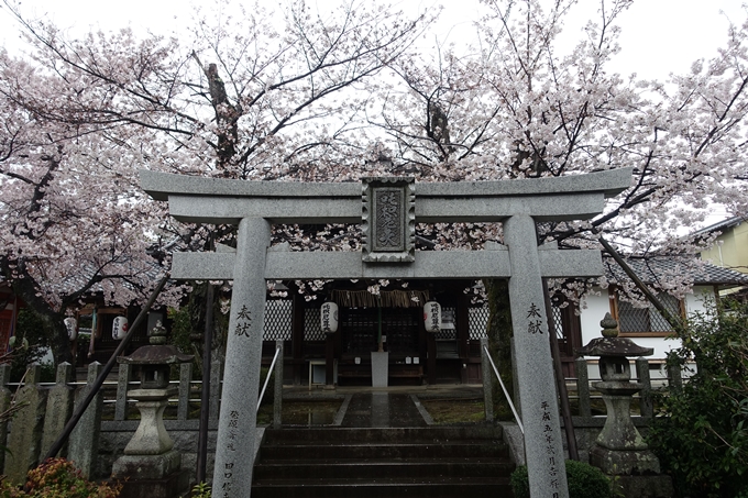 京都_桜_2020_23　吒枳尼天　No5