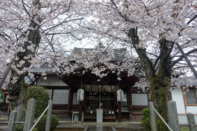 京都_桜_2020_23　吒枳尼天　No6