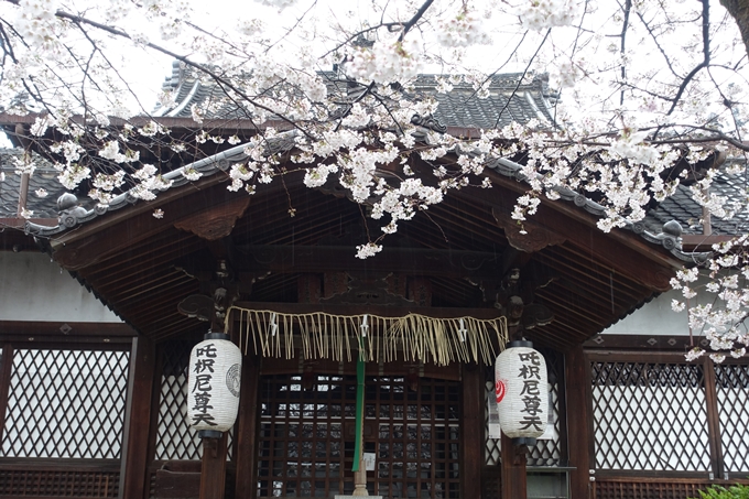 京都_桜_2020_23　吒枳尼天　No7