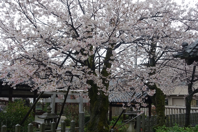 京都_桜_2020_23　吒枳尼天　No8