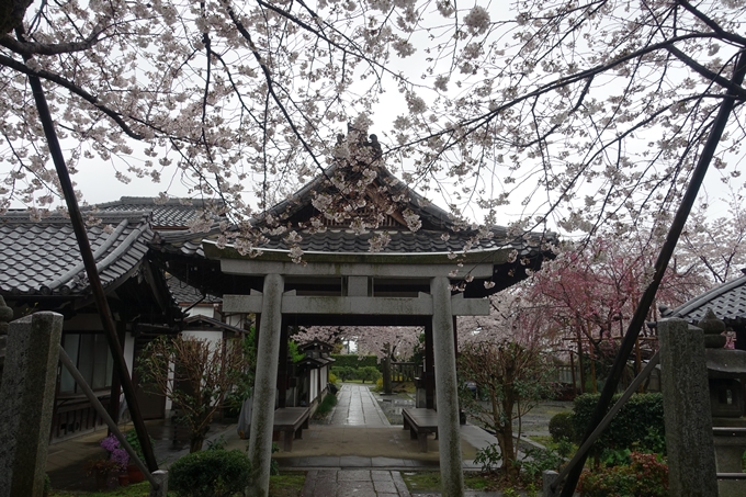 京都_桜_2020_23　吒枳尼天　No9