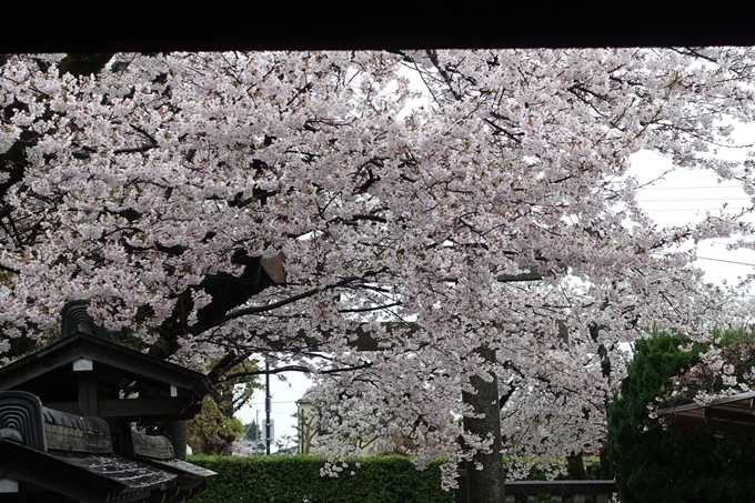 京都_桜_2020_23　吒枳尼天　No10