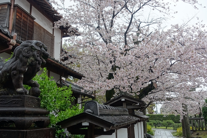 京都_桜_2020_23　吒枳尼天　No11