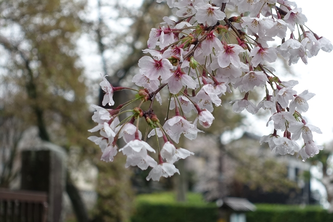 京都_桜_2020_23　吒枳尼天　No12