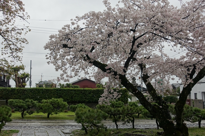 京都_桜_2020_23　吒枳尼天　No13