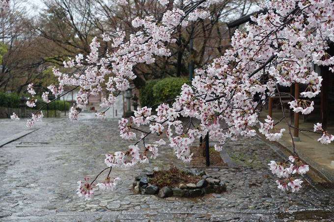 京都_桜_2020_22　真如堂　No6