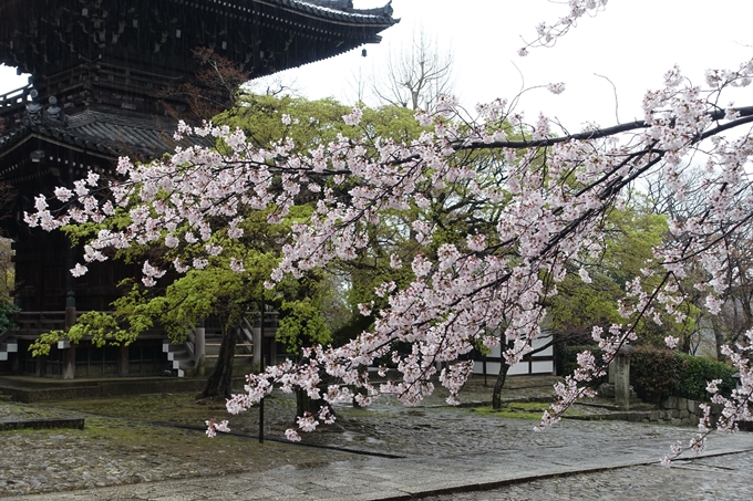 京都_桜_2020_22　真如堂　No8