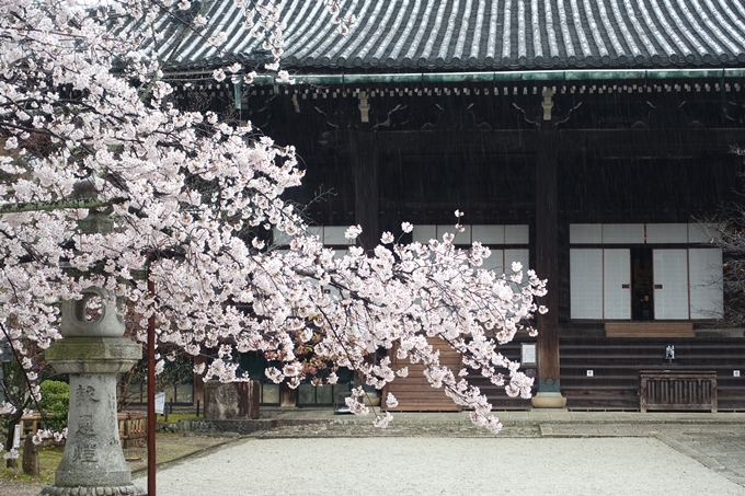 京都_桜_2020_22　真如堂　No9