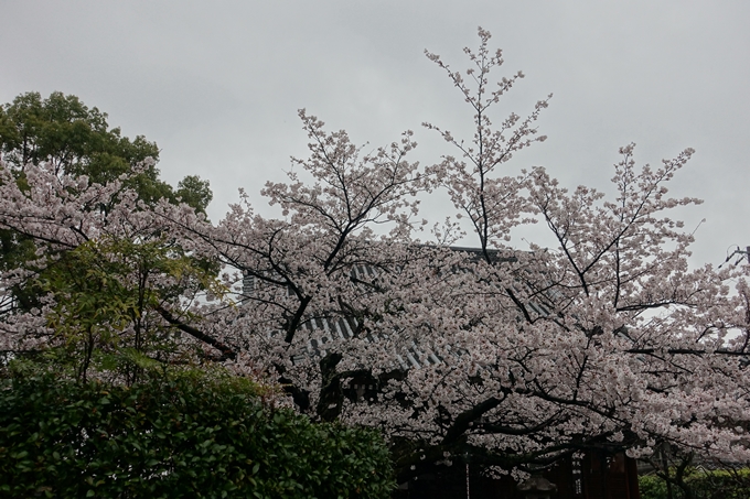 京都_桜_2020_22　真如堂　No10