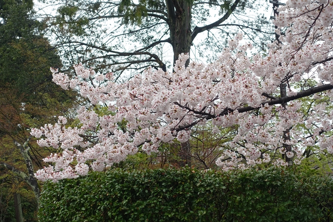 京都_桜_2020_22　真如堂　No11