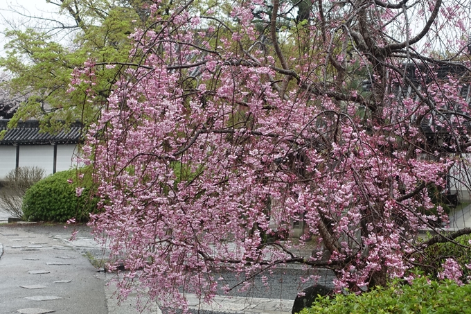 京都_桜_2020_22　真如堂　No12