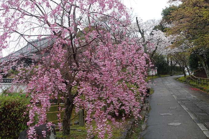 京都_桜_2020_22　真如堂　No13