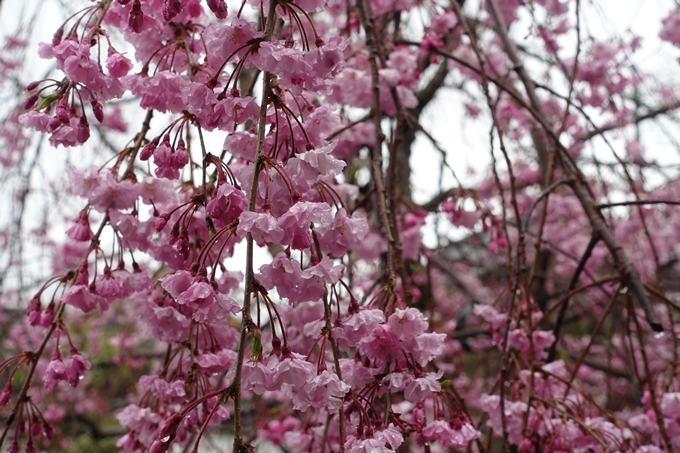 京都_桜_2020_22　真如堂　No14