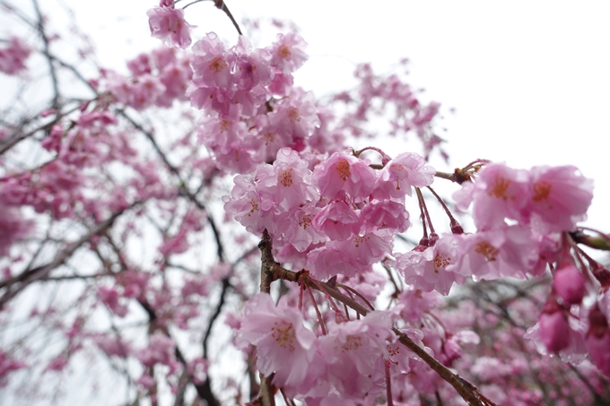 京都_桜_2020_22　真如堂　No15