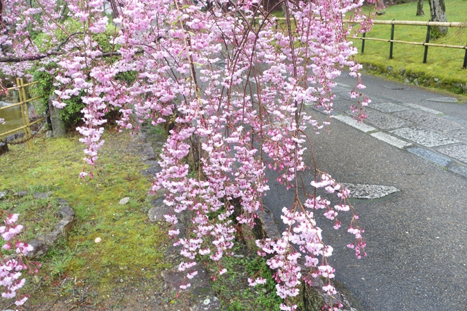 京都_桜_2020_22　真如堂　No17