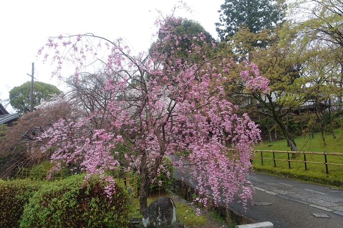 京都_桜_2020_22　真如堂　No18