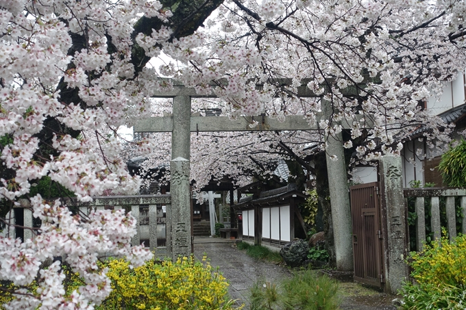 京都_桜_2020_23　吒枳尼天　No16