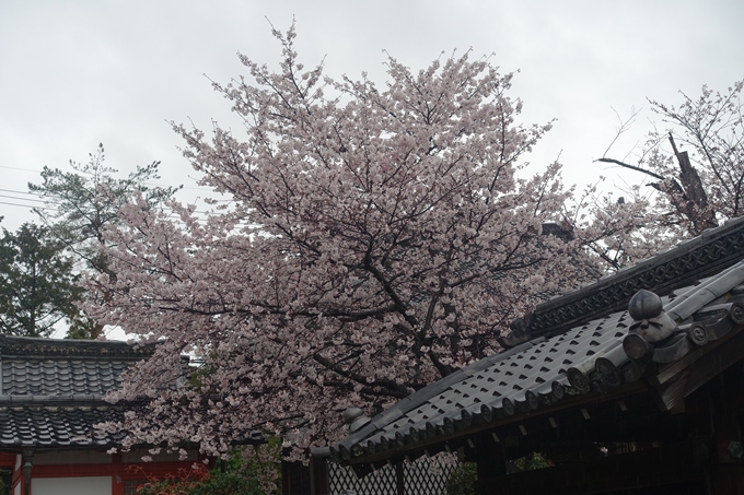 京都_桜_2020_23　吒枳尼天　No17