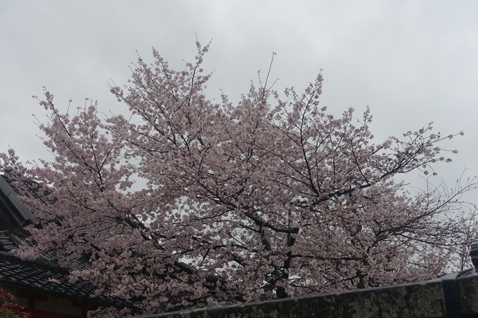 京都_桜_2020_23　吒枳尼天　No18