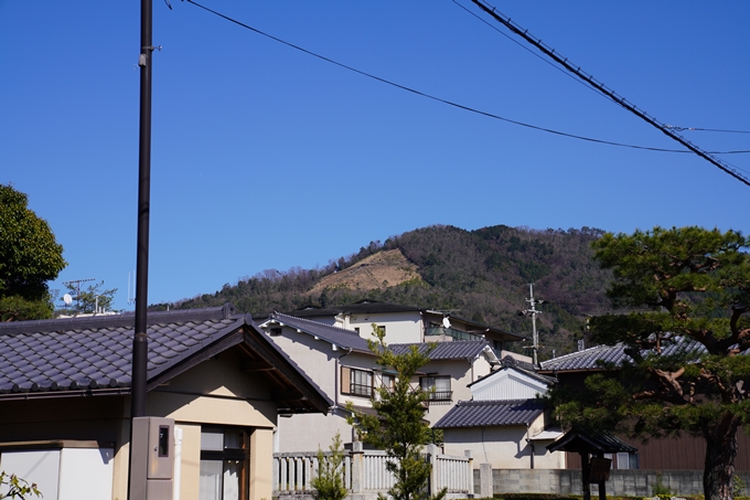 京都_桜_2020_20　真如堂　No2