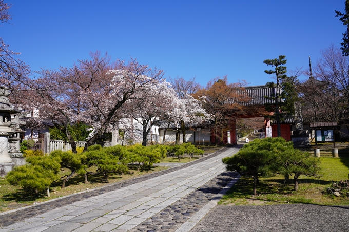 京都_桜_2020_20　真如堂　No3