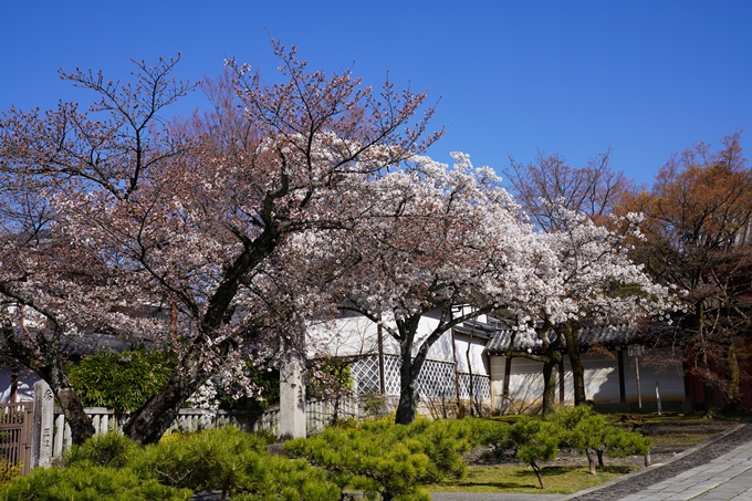 京都_桜_2020_20　真如堂　No4