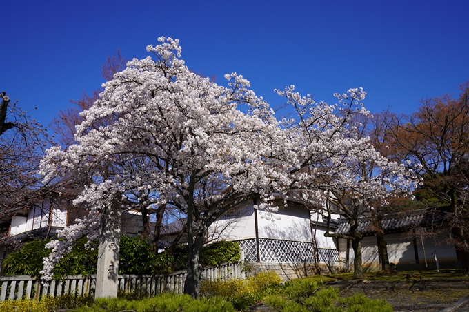 京都_桜_2020_20　真如堂　No5