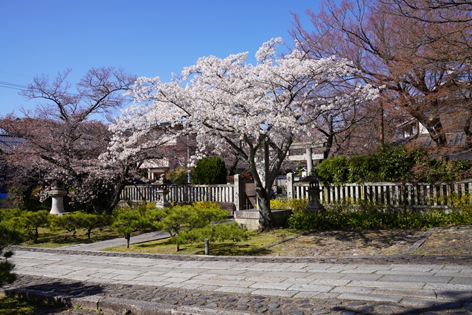 京都_桜_2020_20　真如堂　No6