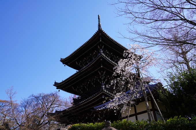 京都_桜_2020_20　真如堂　No8