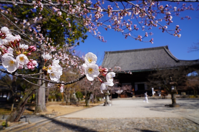 京都_桜_2020_20　真如堂　No9