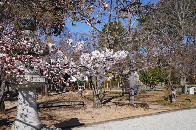 京都_桜_2020_20　真如堂　No10