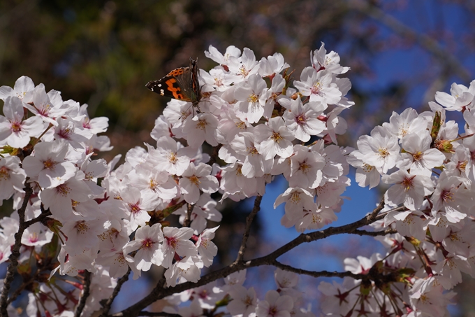 京都_桜_2020_20　真如堂　No11