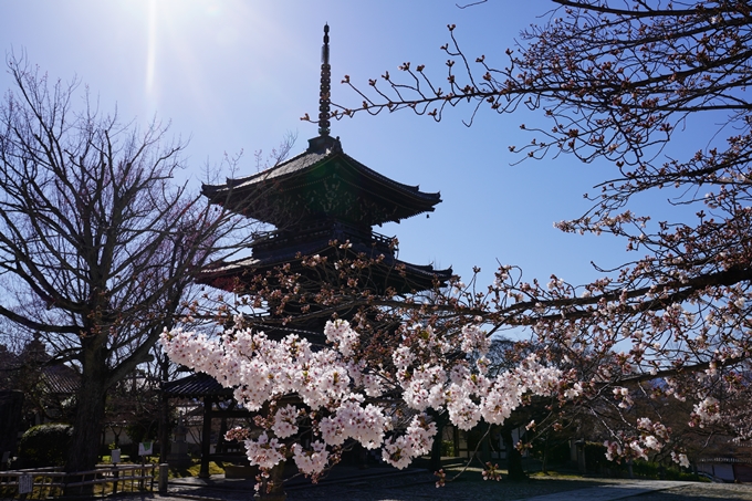 京都_桜_2020_20　真如堂　No12