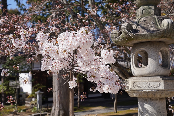 京都_桜_2020_20　真如堂　No13