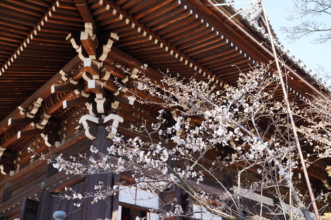 京都_桜_2020_20　真如堂　No14