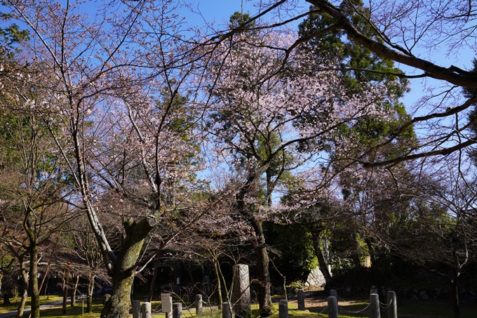 京都_桜_2020_20　真如堂　No15