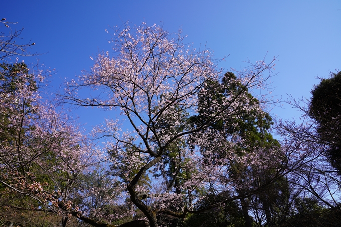 京都_桜_2020_20　真如堂　No17