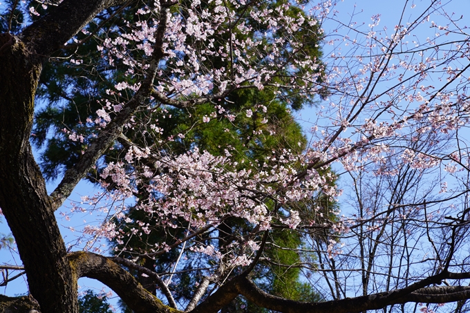 京都_桜_2020_20　真如堂　No18