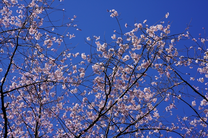 京都_桜_2020_20　真如堂　No19