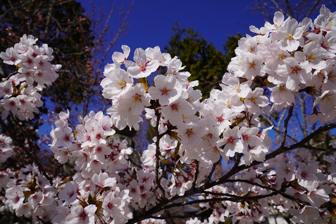 京都_桜_2020_20　真如堂　No20